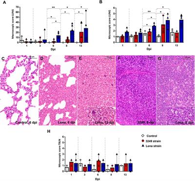PRRSV-1 induced lung lesion is associated with an imbalance between costimulatory and coinhibitory immune checkpoints